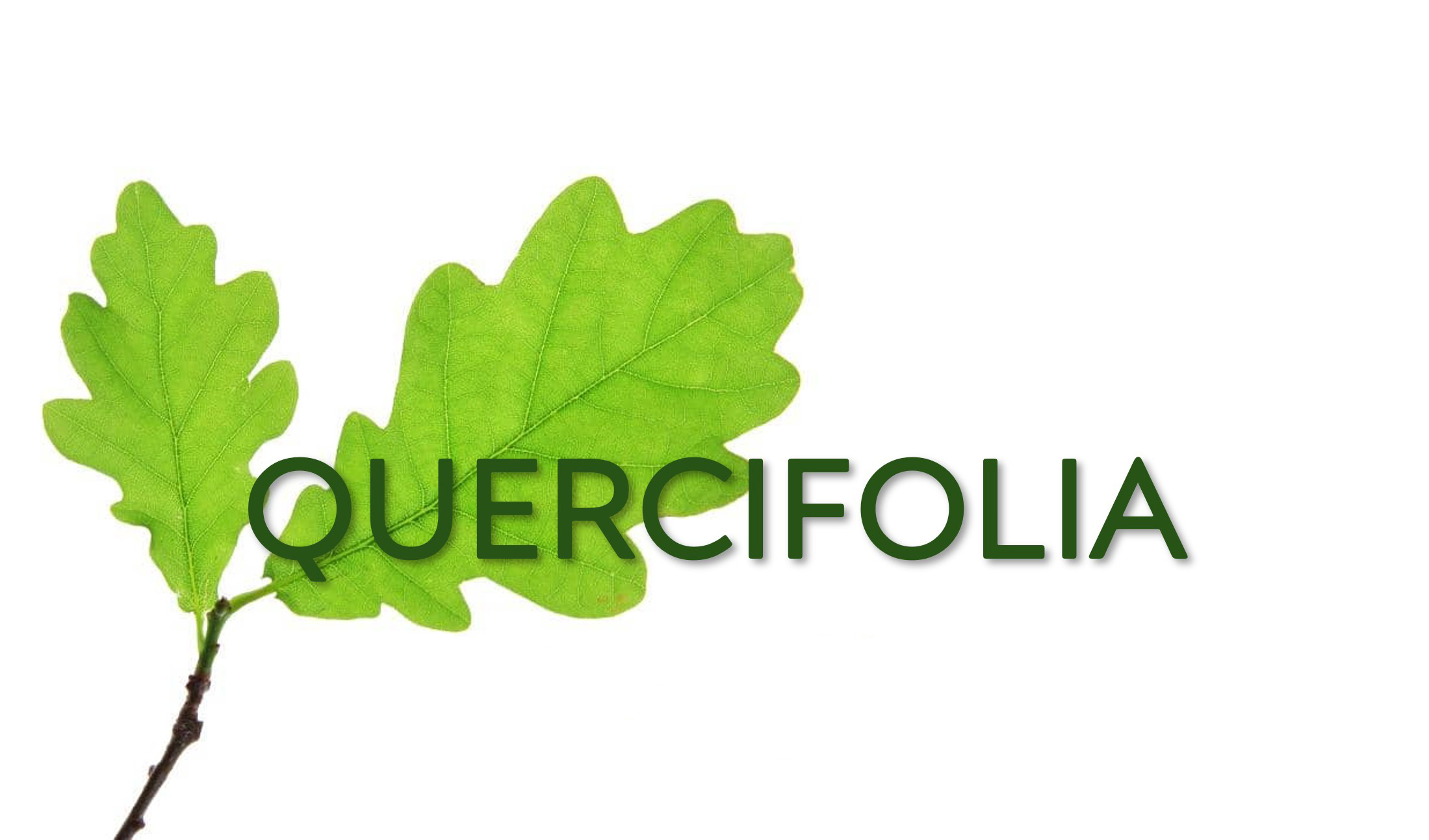 Quercifolia, école de phytothérapie en Anjou