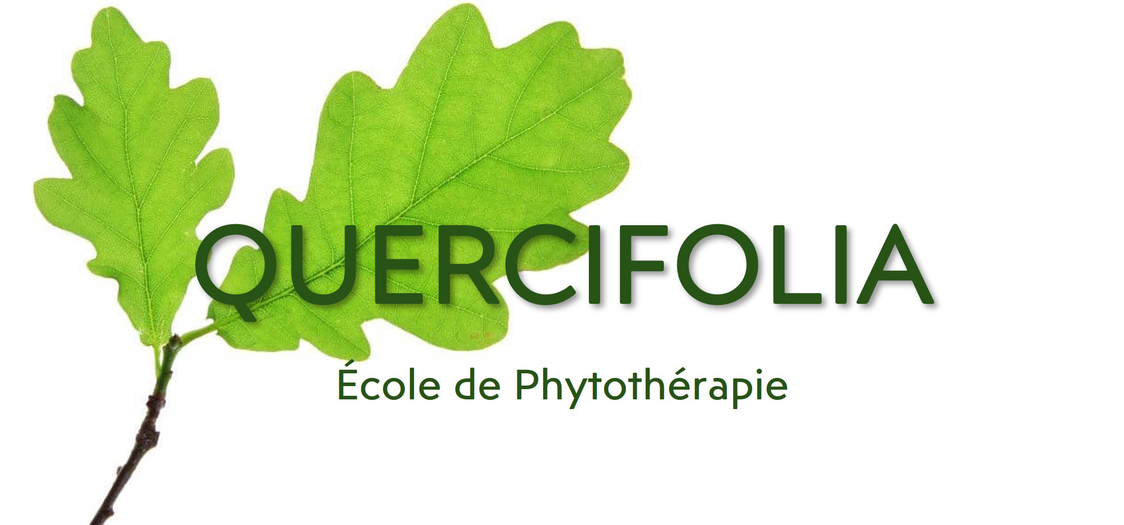 école quercifolia, phytothérapie, anjou, formation, professionnel, naturopathie, cefras, camifolia, chemillé-en-anjou, angers, maine et loire, qualiopi, certifié